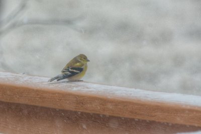 Cold Goldfinch