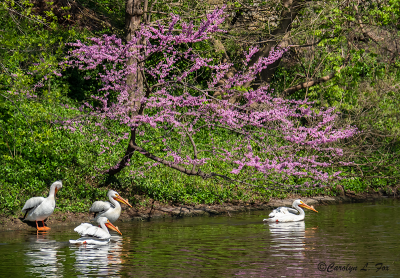 Pelicans in the Spring