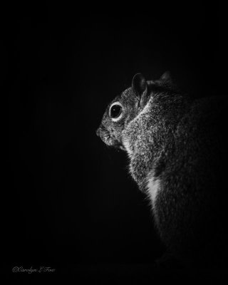 Black&WhiteSquirrel By Carolyn Fox