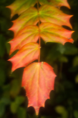 Leaves of Orange Terri Morris Soft Focus