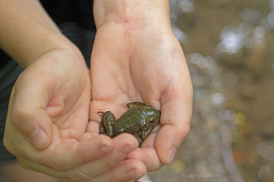 Small Hands, Small Frog