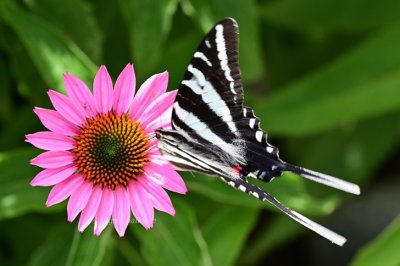 Flower & Butterfly