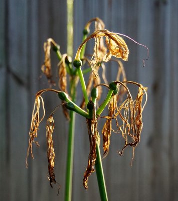 allas ; she's Wilted .