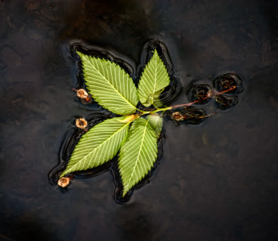 Floating Leaves