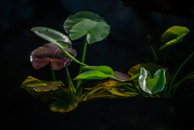 Water Plants and Tadpoles