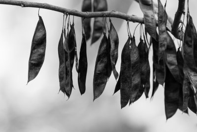 Red Bud Seed Pods