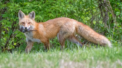 Red Fox with Catch