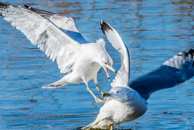 Angry Ring-Billed Gull