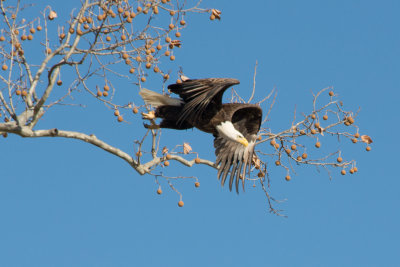 Taking Flight