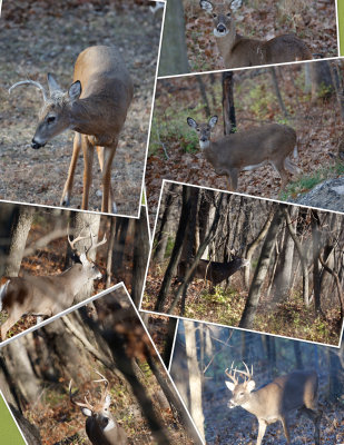 Deer-Collage.jpg
