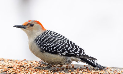 Red-bellied woodpecker-Brian Compton
