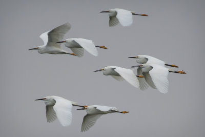 Snowy Egrets - Rick Wilhoit