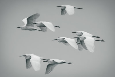 Snowy Egrets (B&W) - Rick Wilhoit