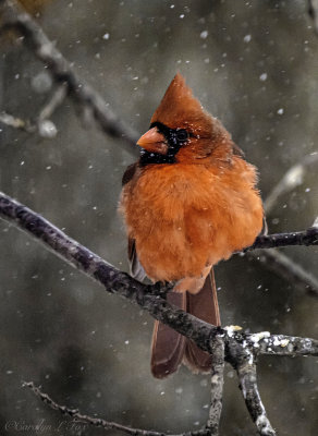 Winter Cardinal - Carolyn Fox