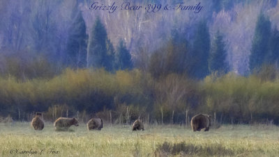 Grizzly Bear #399 & Family