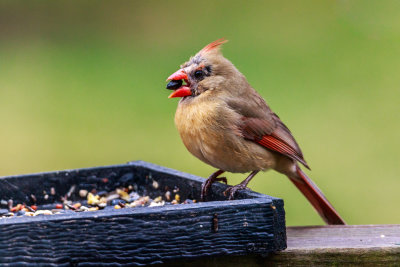 Female Cardinal in Color
