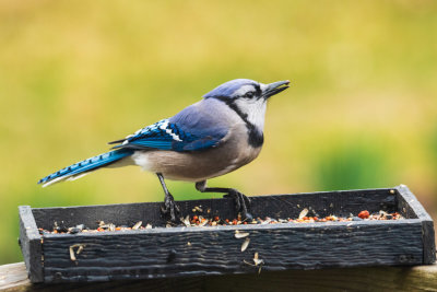 Blue Jay in Color