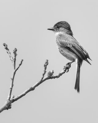 Image of a bird and conversion to B&W