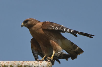 Red shoulder Hawk