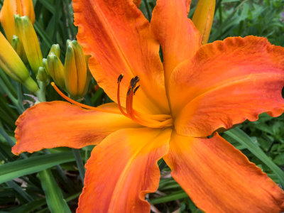 Primal Scream Day Lily