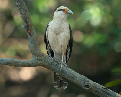 Yellow-headed Caracara - Costa Rica