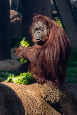 Orangutan With Breakfast