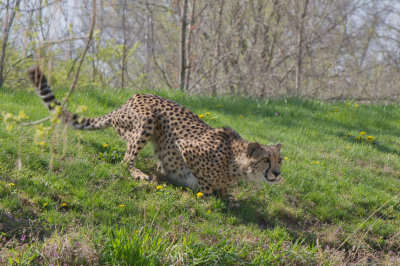 Ready to Pounce