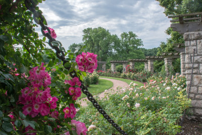 Rose Garden 