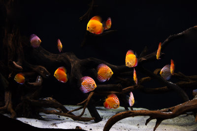 Discus Fishes