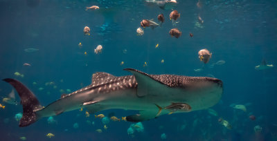 Whale Shark