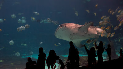 Whale Sharks are Really BIG
