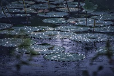 Lotus Pads in Rain