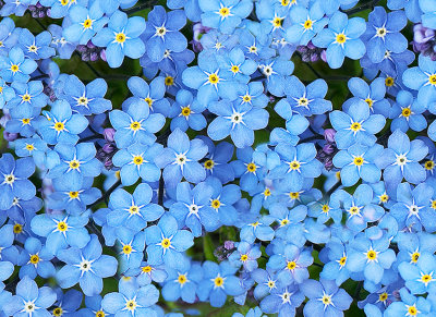 Forget-Me-Not