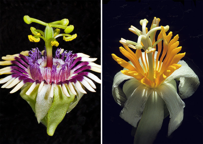 Passion-Flower-Double