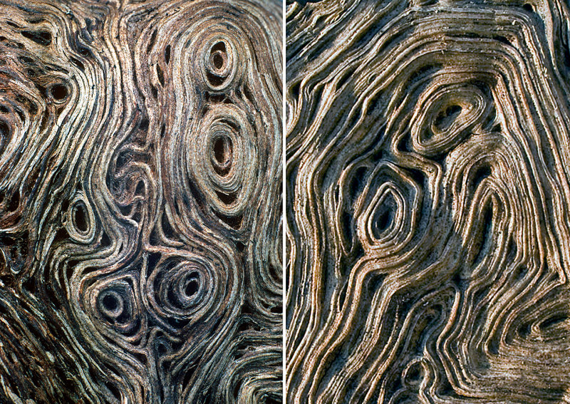Wood-Burl-Detail-x-2