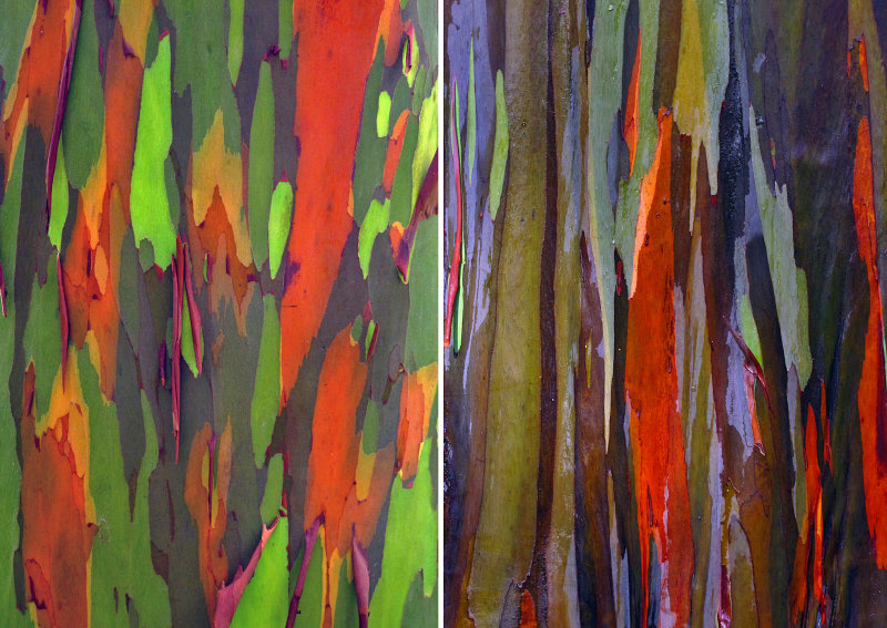 Rainbow-Eucalyptus-Detail-x-2