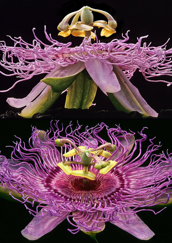 Passiflora incarnata-x-2