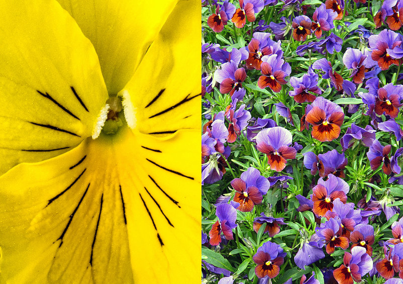 Pansies - Near and Far