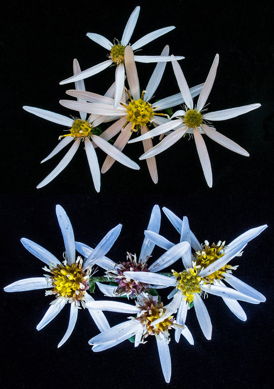 White-Wood-Aster-x-2