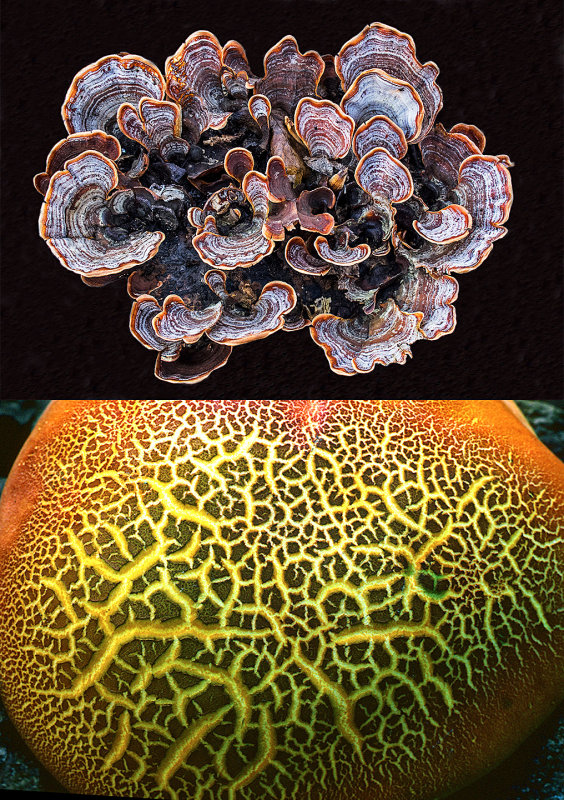 Fungi-Pattern-x-2