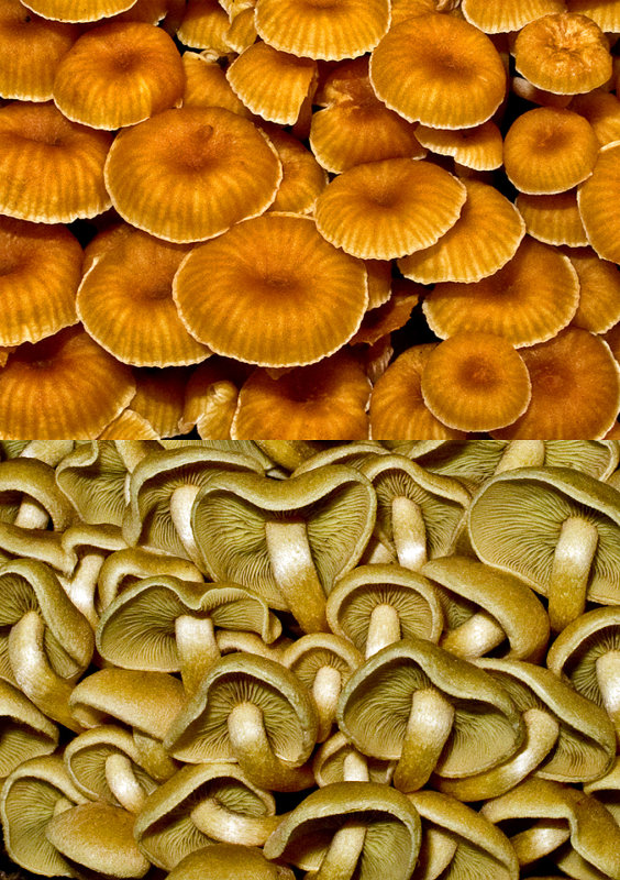 Fungi---Above-&-Below