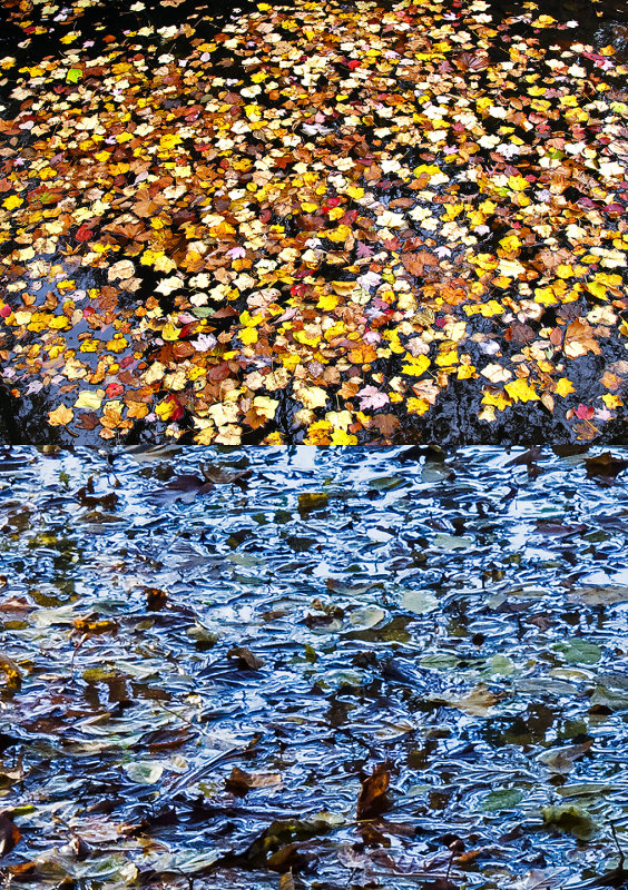 Leaves-on-Water-x-2