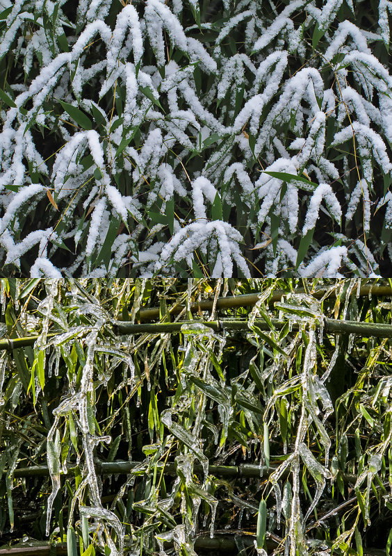 Bamboo---Snow-&-Ice