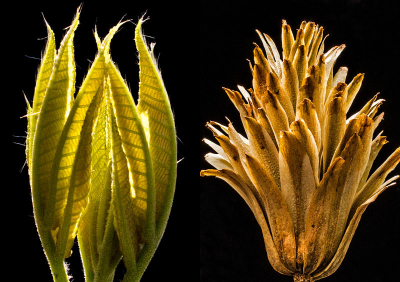Tulip-Poplar---New-Growth-&-Seed-head