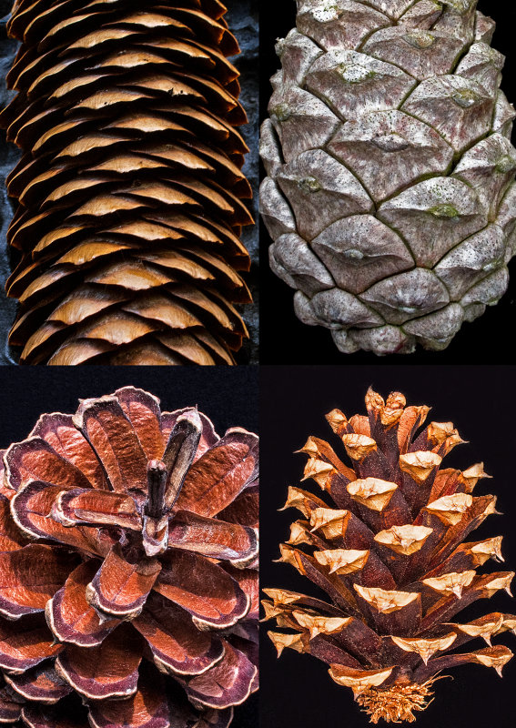 Pine Cone x 4