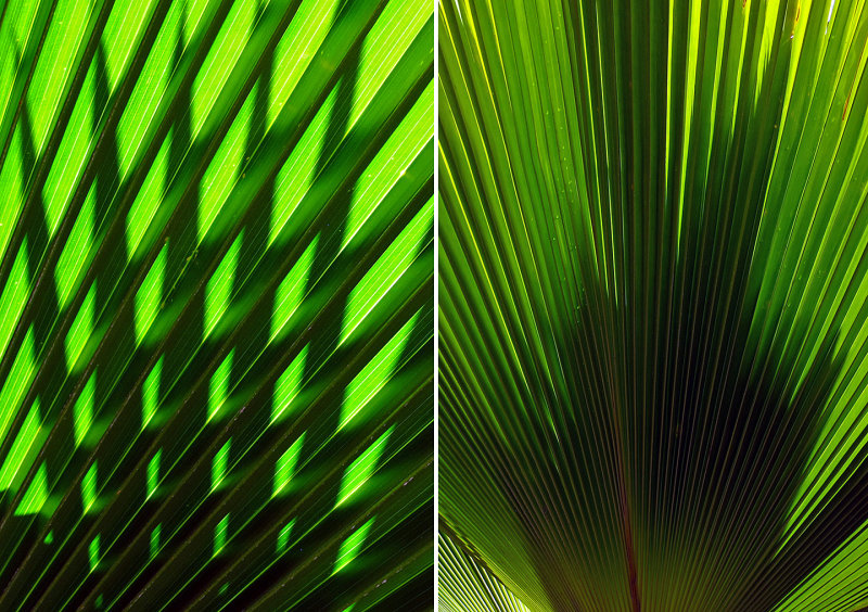 Palm-Leaf-Shadows-x-2
