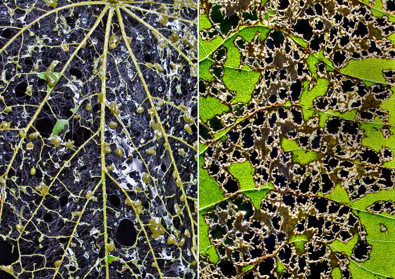 Webworm-Leaf-Damage-x-2