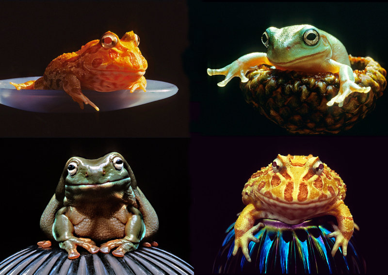 Pet-Frogs-x-4