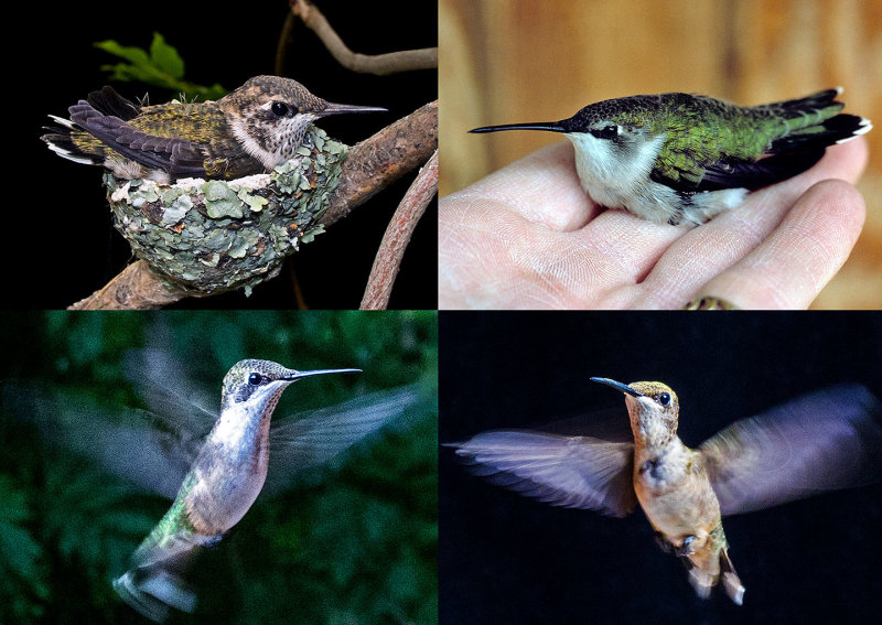 Hummingbirds-x-4