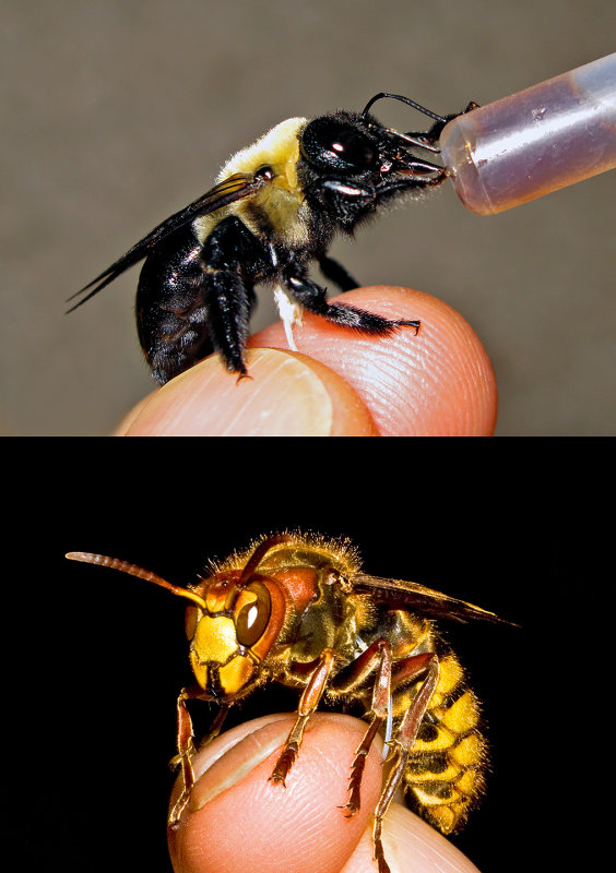 Bumblebee-&-Hornet